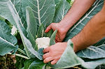 Allotments