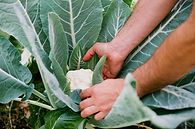 Picking Cauliflower