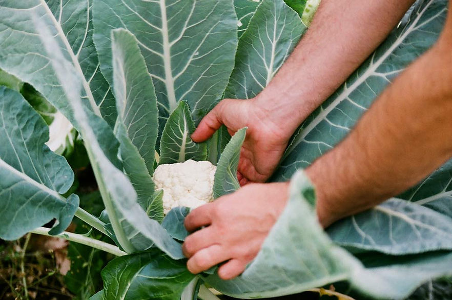 Picking Cauliflower
