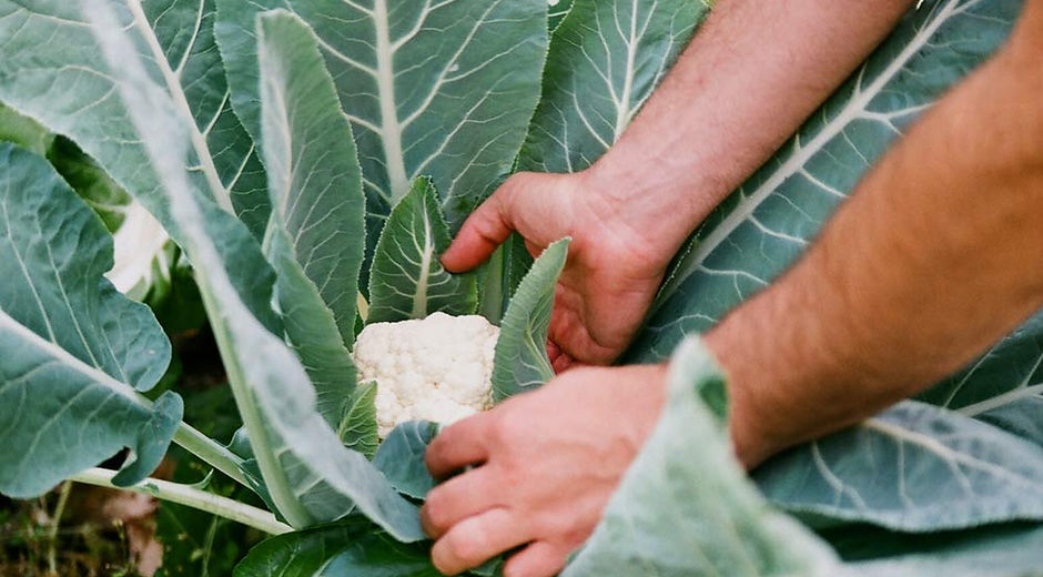 Picking Cauliflower