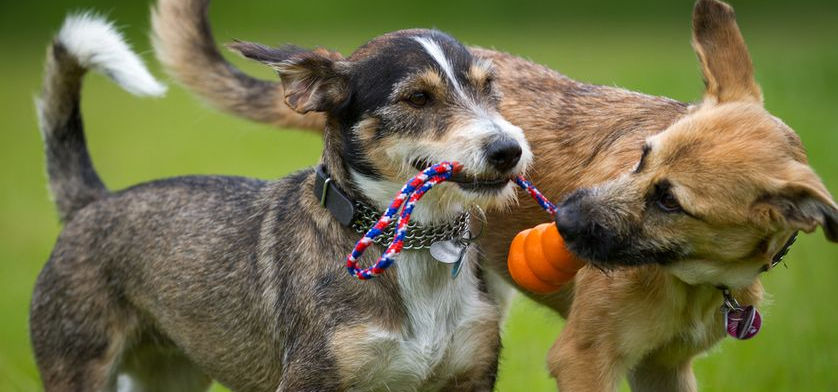 dogs-sharing-rope-toy.jpg