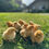 Thumbnail: Shaver / Barred Rock Chicks