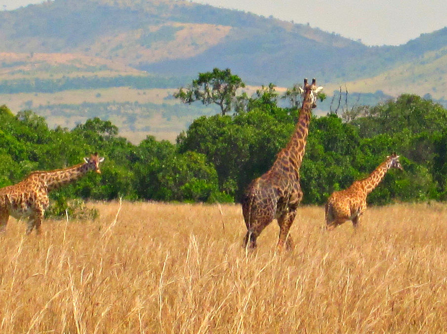 Kenya_Giraffes.jpg