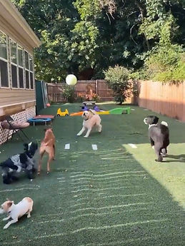 Dogs playing while attending Dog Daycare at Pittsburgh Pet Concierge
