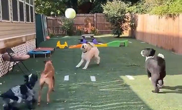 Dogs playing while attending Dog Daycare at Pittsburgh Pet Concierge