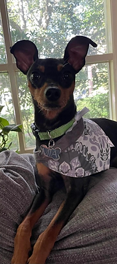 Pittsburgh_Pet_Concierge_Interior_Dog_Boarding_Dog_Daycare