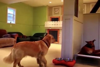 Pittsburgh_Pet_Concierge_Interior_Dog_Boarding_Dog_Daycare