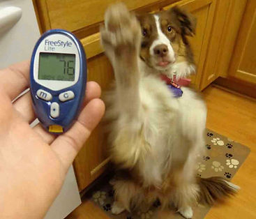 Pittsburgh_Pet_Concierge_Medical_Boarding_Dog