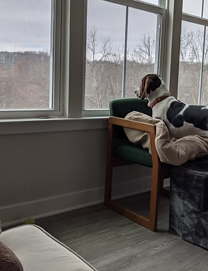 Pittsburgh_Pet_Concierge_Interior_Dog_Boarding_Dog_Daycare