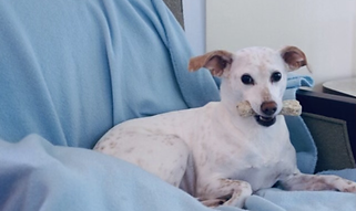 Pittsburgh_Pet_Concierge_Interior_Dog_Boarding_Dog_Daycare