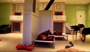 Pittsburgh_Pet_Concierge_Interior_Dog_Boarding_Dog_Daycare