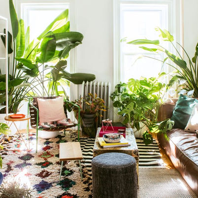 10 Best Indoor Plants for Decoration