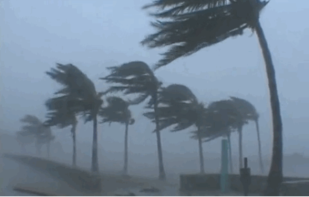 Palms in the Wind