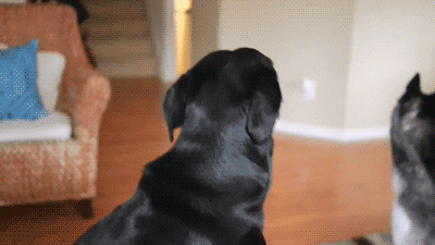 The Dramatic Dog