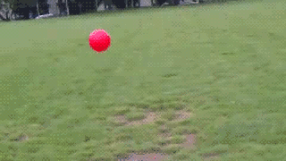 The Flying Dog