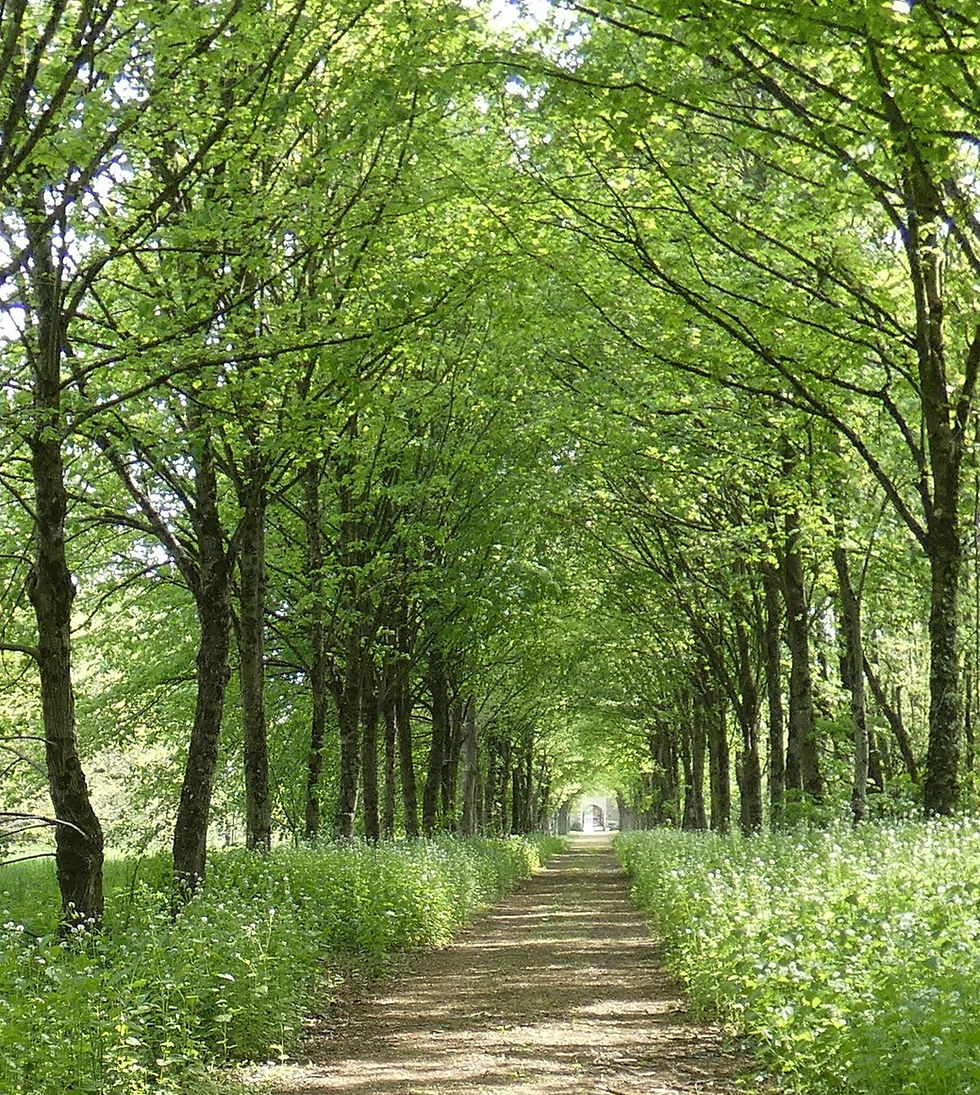 Une allée d'arbres