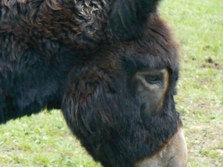 Prière de protection pour un animal
