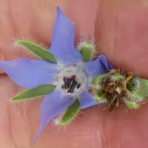 Histoire de plante: La bourrache