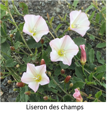 les propriétés des lianes