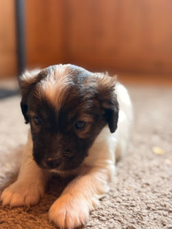 Jackapoo Male