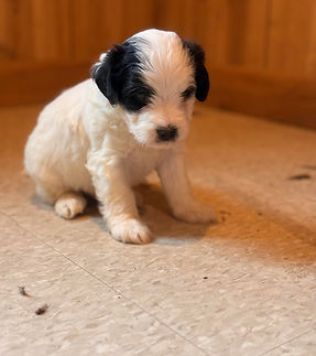 jackapoo male sold.jpg