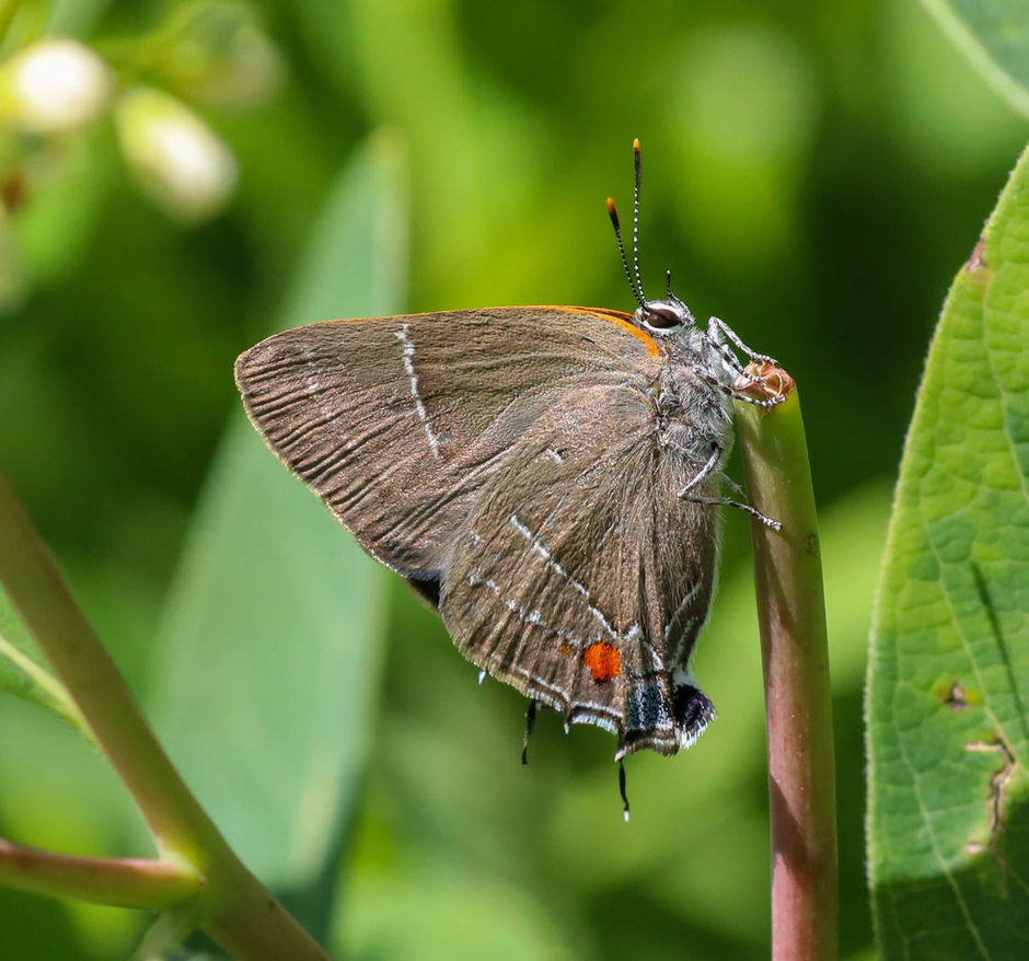 White M Hairstreak found in Hope Meadow