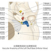 vascular anatomy of the left skull base