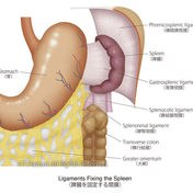Medical illustration of "Ligaments fixing the spleen"