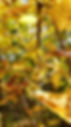 Hamamélis en automne