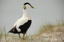 eider à duvet 2022-0004