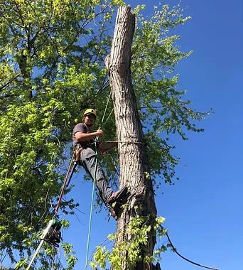 Home Pioneer Tree Service