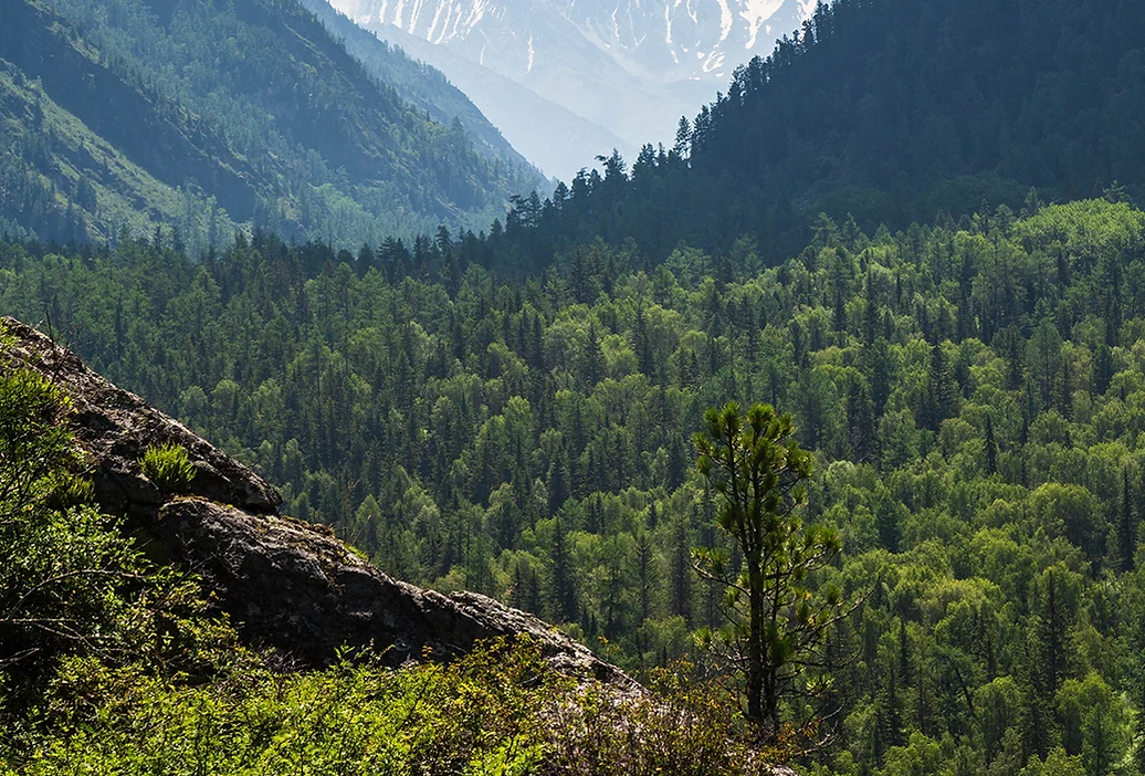 landscape-altai-mountains-way-kucherlinskoe-lake-altai-region-siberia-russia.webp