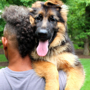 Male show line German Shepherd puppy 