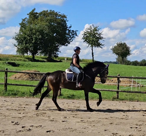 Rocky Galopp 1.jpg