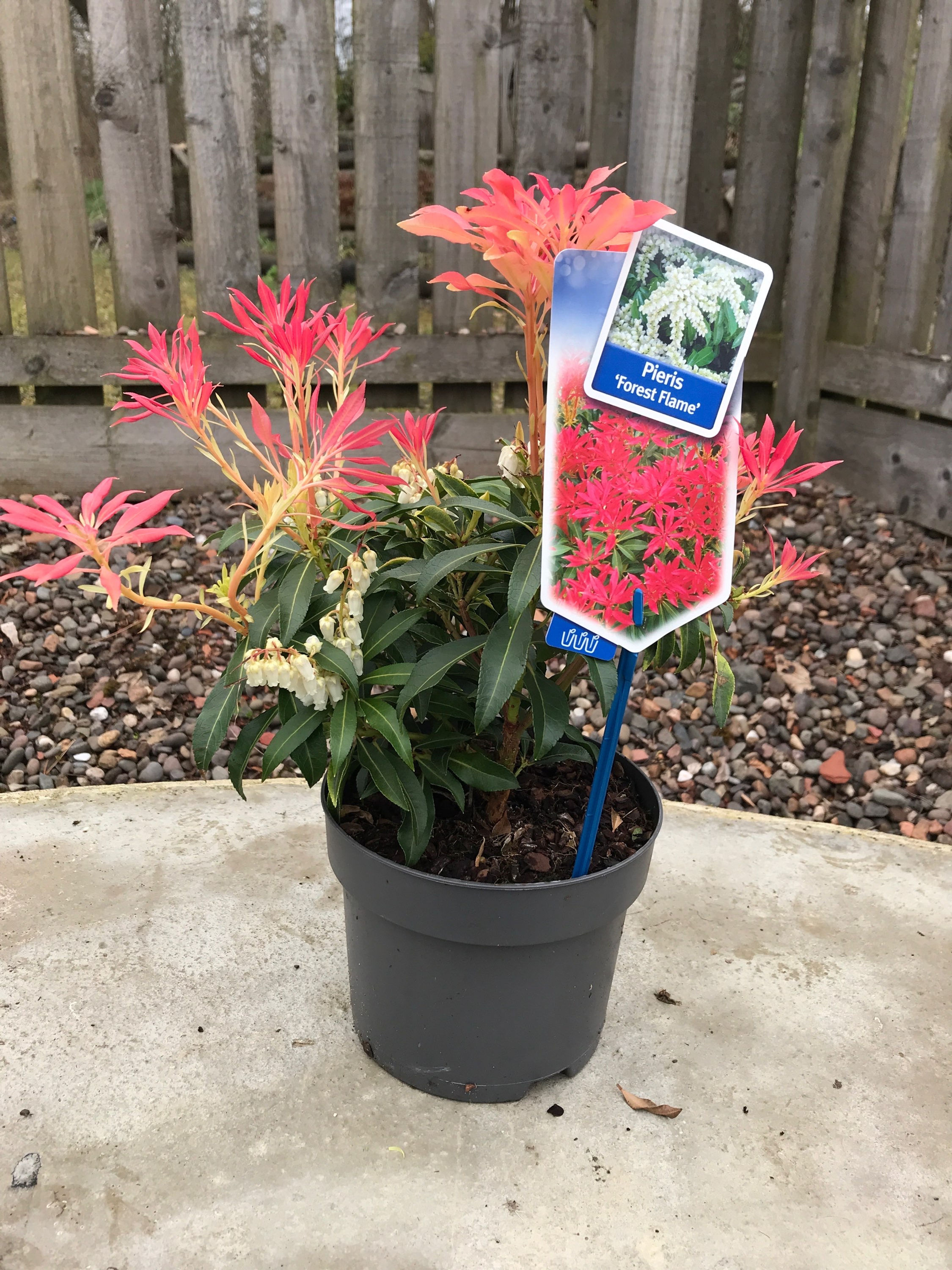 Pieris Forrest Flame 2ltr