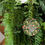 Thumbnail: Melinda's Tropical Christmas Tree Decoration Ornaments