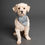 Thumbnail: Winter Walk Pet's Scarf Design 2