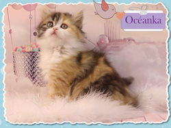 01.06.18 OCEANKA 002