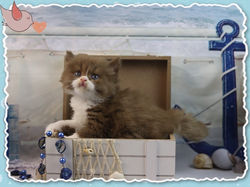 O Cinna-Blanc Irina 007