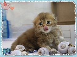 O Cinnamon Irina 007