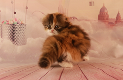 Capture d’écran 2020-04-23 à 22.46.28.