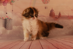 Capture d’écran 2020-04-23 à 22.46.34.