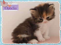 12.06.18_Ophélia_02