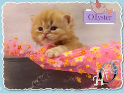 09.06.18 Ollyster 06