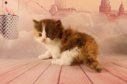 Capture d’écran 2020-04-23 à 22.47.48.