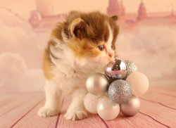 Capture d’écran 2020-04-23 à 22.47.52.