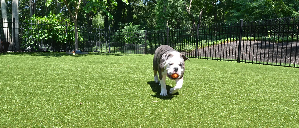 Dog running on turf.png