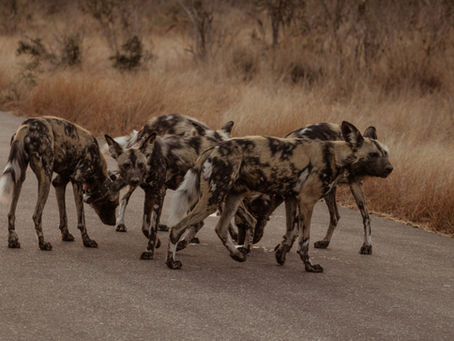 Lessons from the Wild: What African Wild Dogs Teach Us About Teamwork