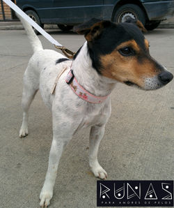 RUNAS | Collar