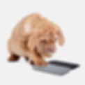 dog-phone.jpg